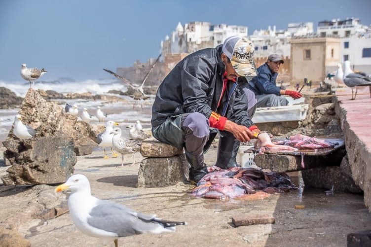 Fisherman busy gutting fish