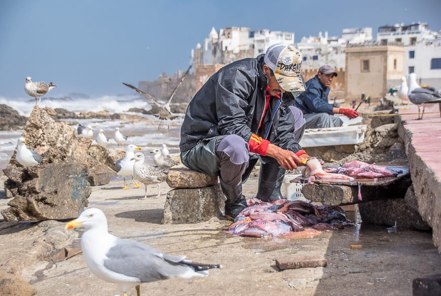 Fisherman busy gutting fish