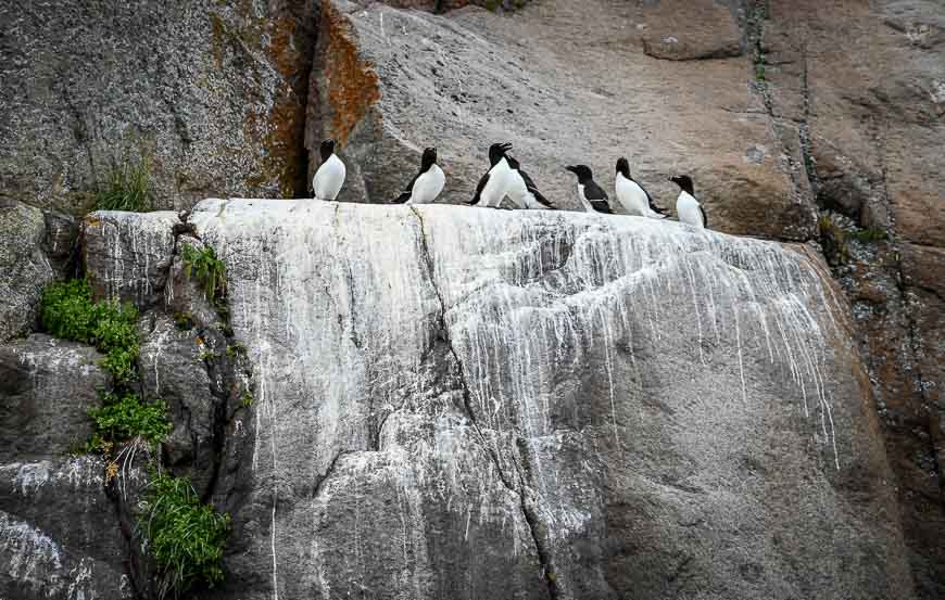 Sea birds seen on a whale watching tour