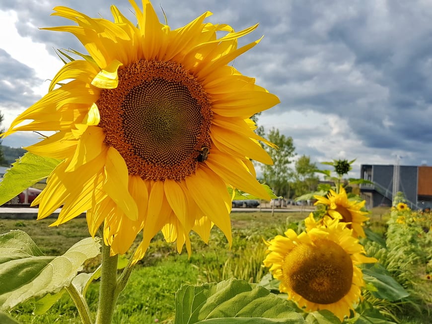 Sunflowers in Baie St. Paul add a blast of colour