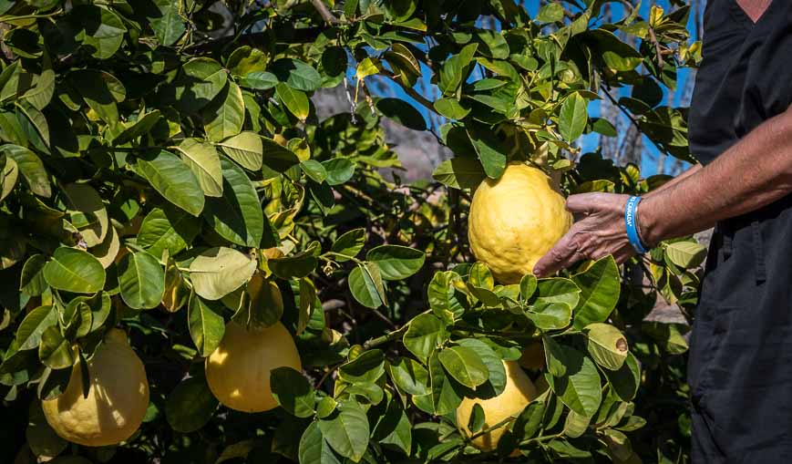 Lemons the size of grapefruits