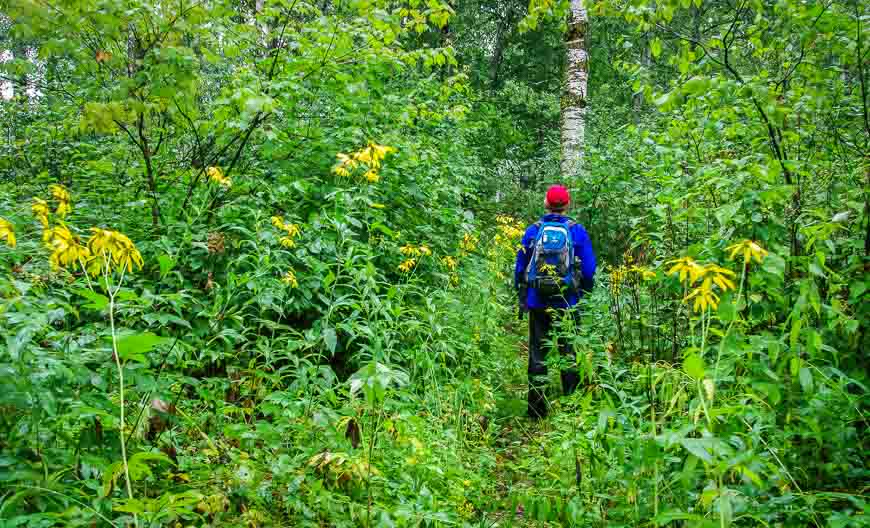 Walking through tall wildflowers on the Gorge Creek Trail