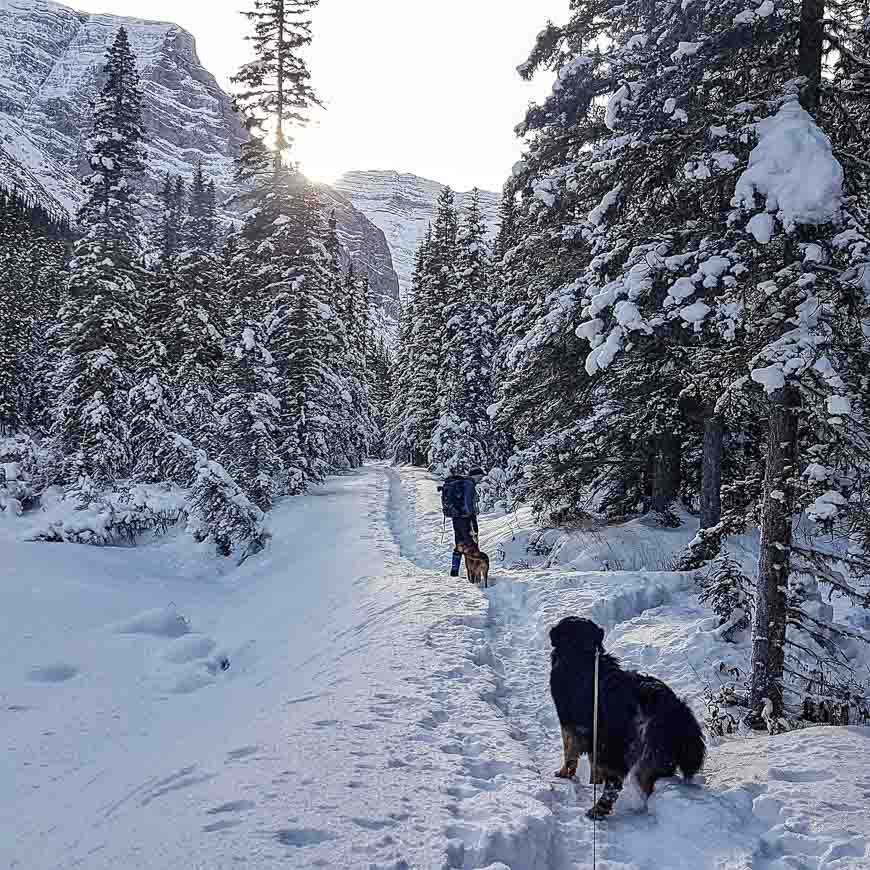 The Ribbon Creek Snowshoeing trails are dog-friendly