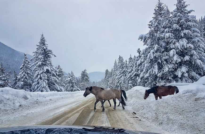 Look out for wild horses on the way up to Apex