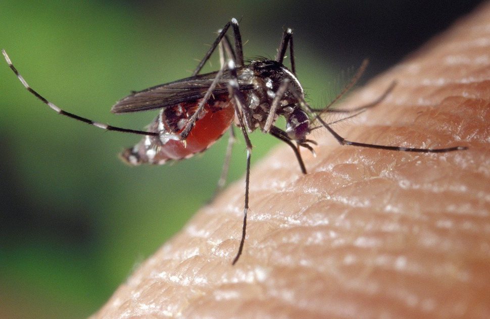 Mosquitoes carry the virus for Japanese encephalitis