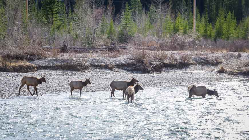 You often see elk in Canmore