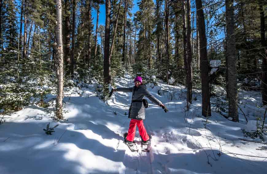 Snowshoeing in the shadow of beautiful old pine trees