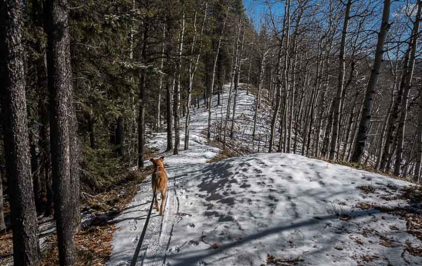 A lovely section of ridge walking on the Snagmore section of trail