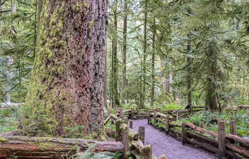 One of the road trips in Canada that takes you by monster big trees in the Cathedral Forest on the way to Tofino