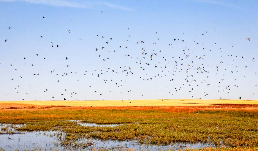 Saskatchewan is a destination for birding