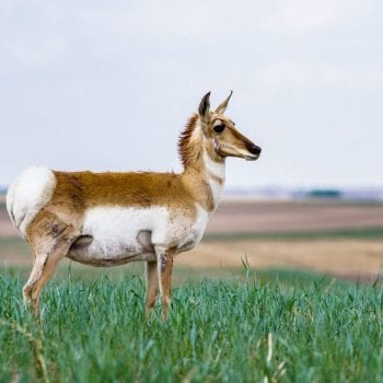 Antelope In Western Saskatchewan