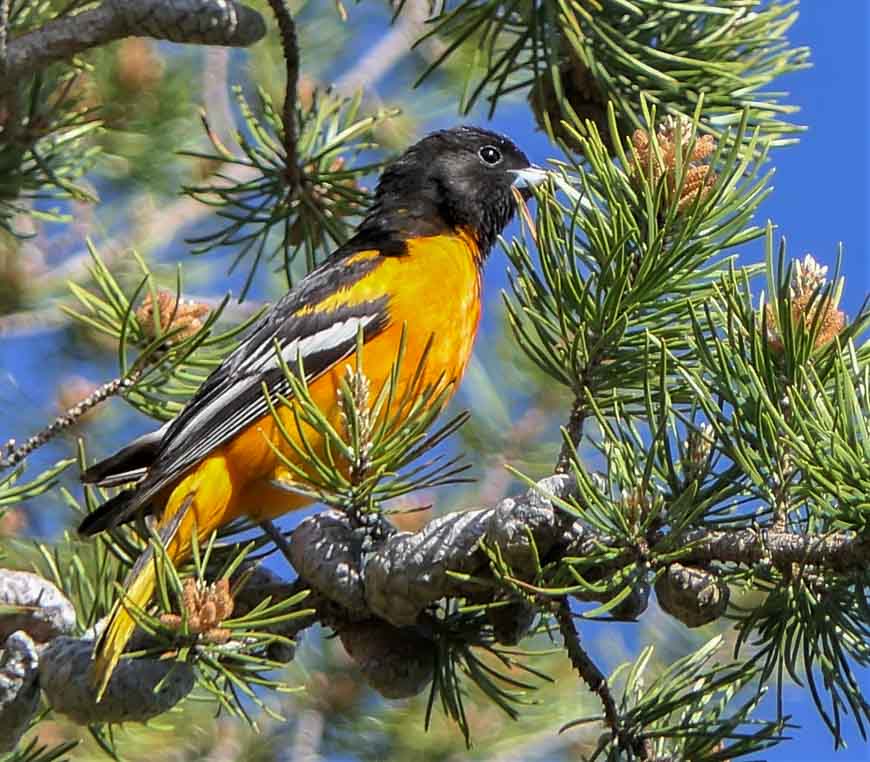 The Baltimore oriole was one of the first birds we saw in the park