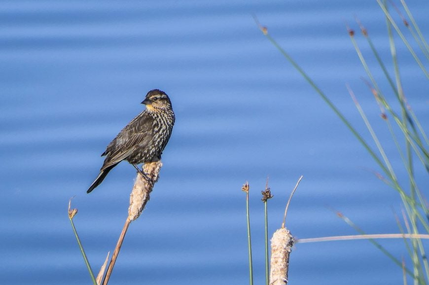 Female red-winged blackbird