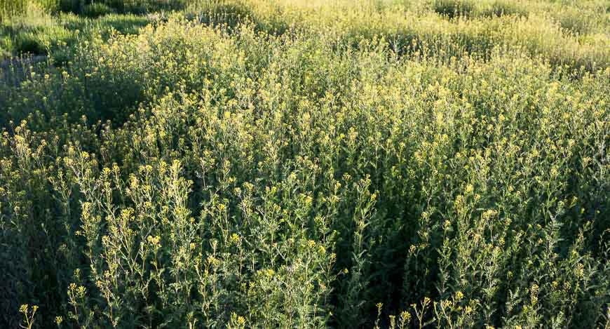 Masses of wildflowers