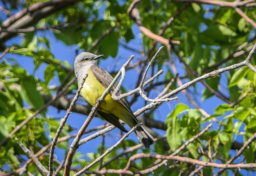 The western kingbird