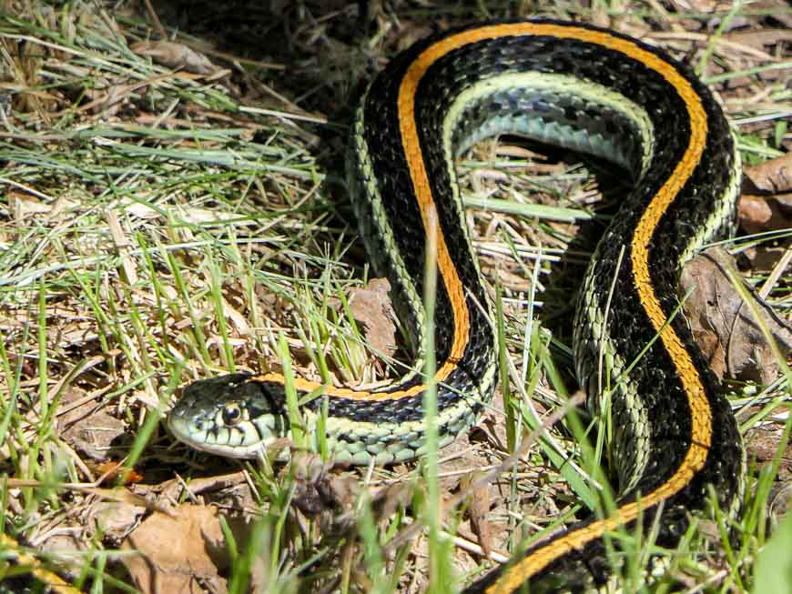 There were a couple of Plains garter snakes in and around the outhouse in the B Camping area