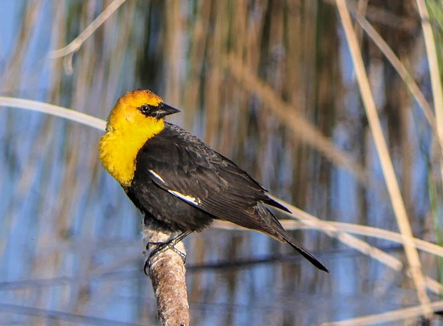 Yellow-headed blackbirds were everywhere in Kinbrook Park