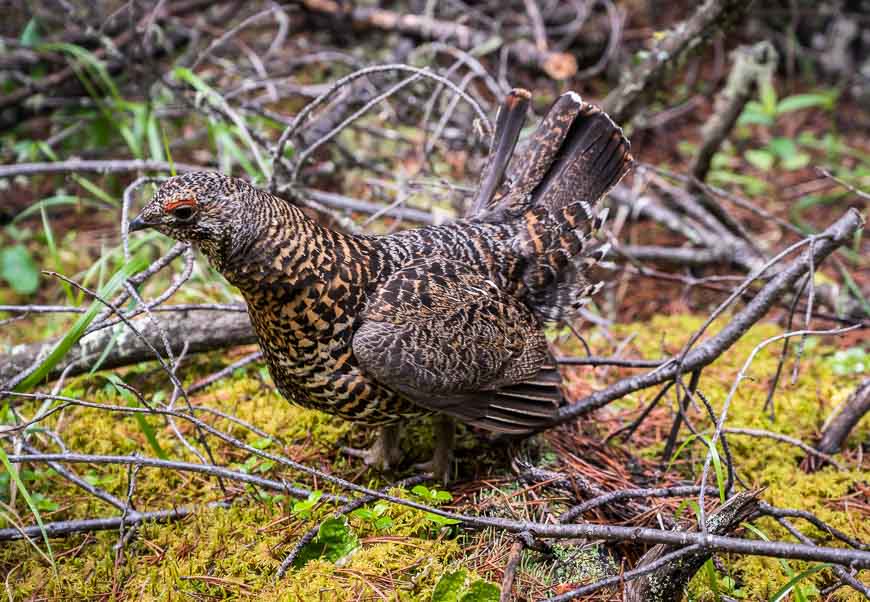 The only wildlife we saw on the entire hike