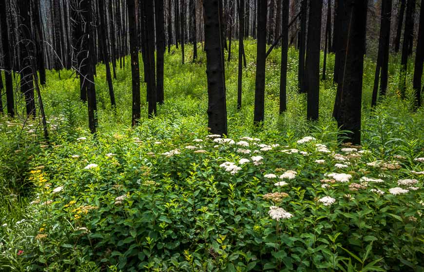 Such a contrast between fresh growth and the burnt forest