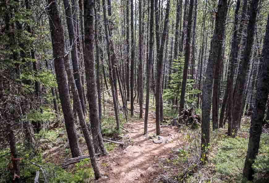 Starting off steeply hiking in the woods