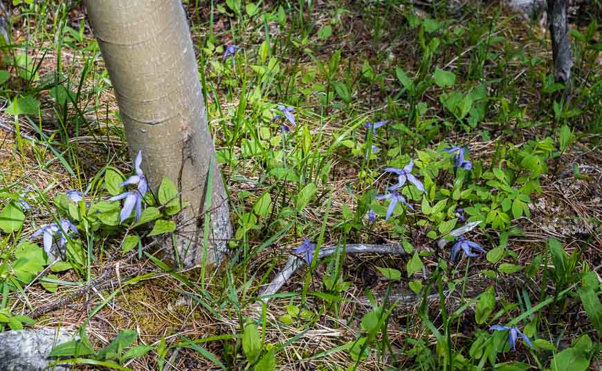 Clematis growing wild in the forest