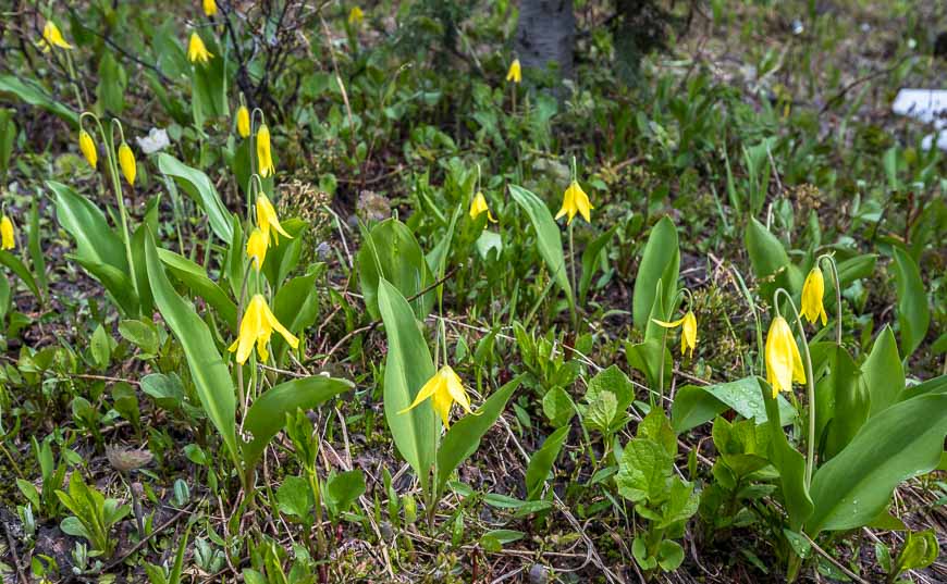 Glacier lilies in the sunny spots