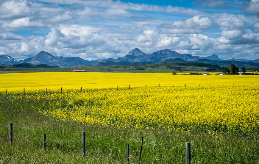 Drive past stunning fields of canola on the way to Waterton