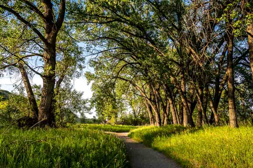 Loved the trails through the big trees in Pavan Park