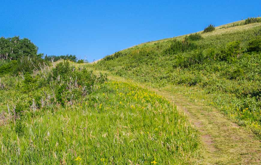 The Spruce Coulee Trail