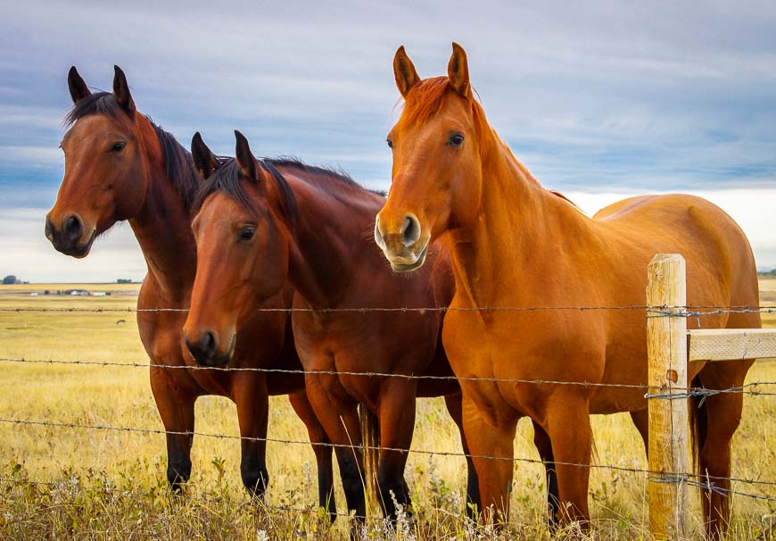 Horses are a common sight in the Canadian Badlands