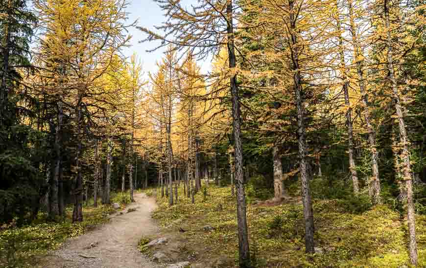 Into the larch trees on the Larch Valley hike