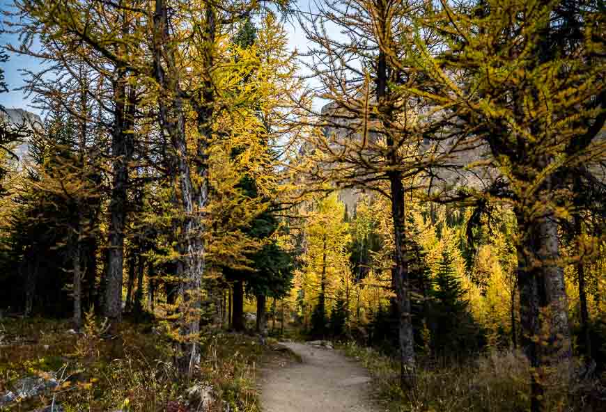 I enjoyed different lighting on the larches on the way down