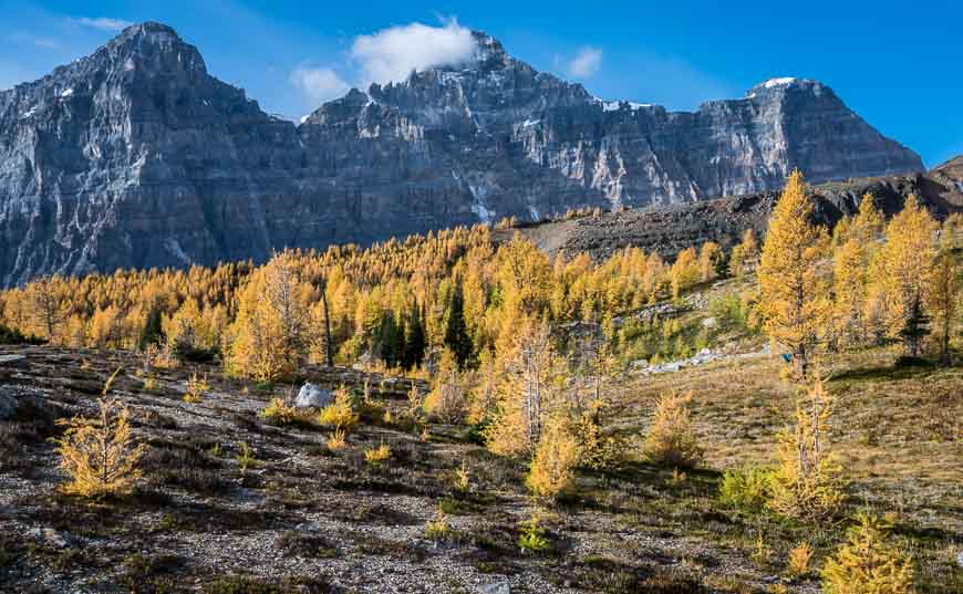 Golden larches and mountain views in all directions