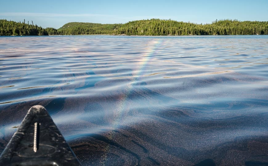 Incredible rainbows in the water because of all the pollen - I think