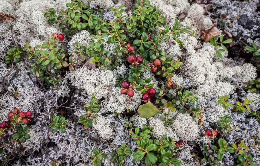 Reindeer moss grows thickly around Reindeer Lake