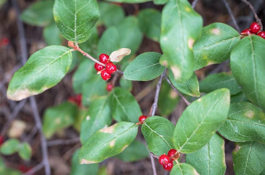 Look for buffaloberries along the trail