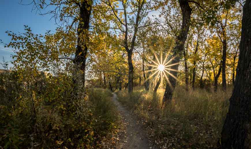 Hiking trails parallel to the Bow River in Wyndham Carseland Provincial Park