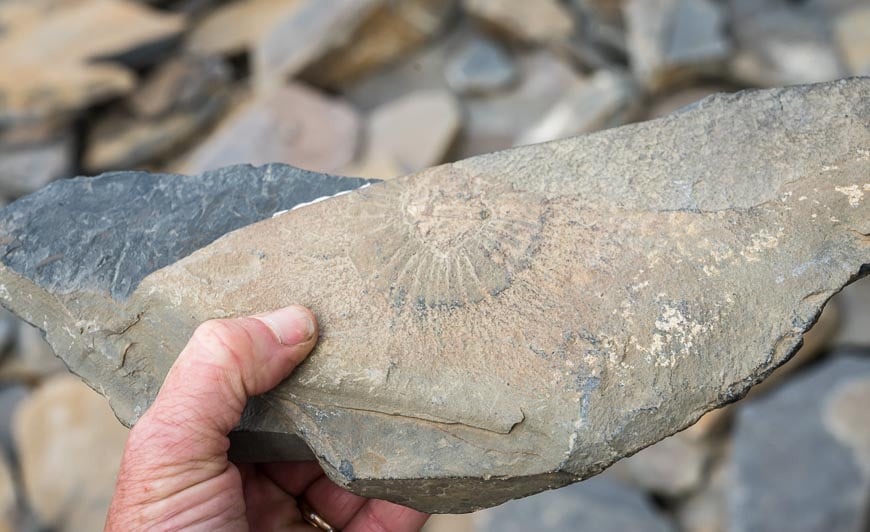 One of the Burgess Shale fossils 