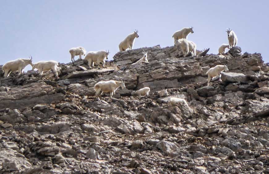 John counted more than 40 mountain goats near the Walcott Quarry