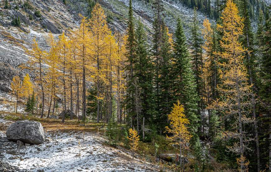 The only larch trees you see on the Headwall Lakes hike