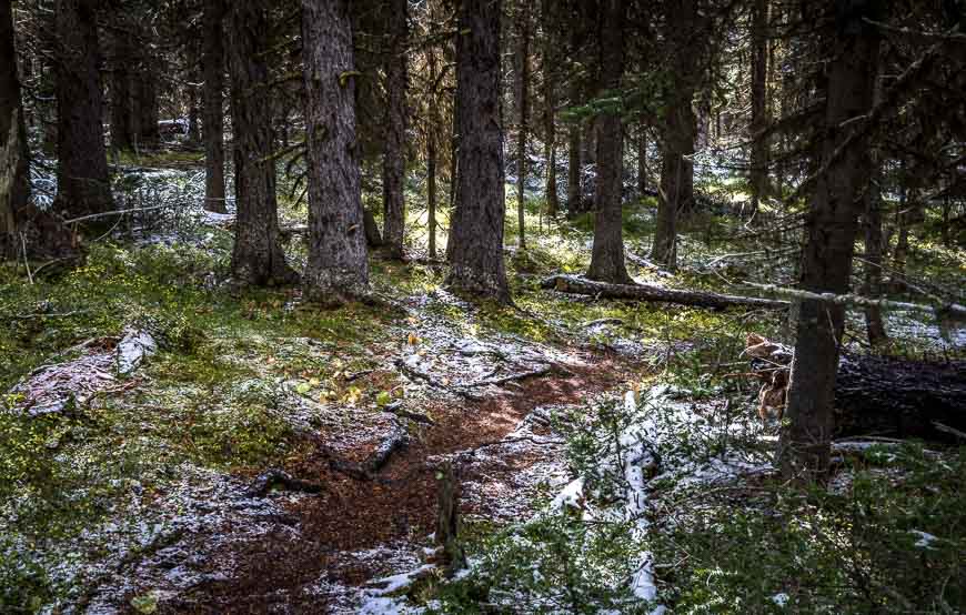 Once you leave the Sawmill Creek trails you end up on a narrow trail through the trees