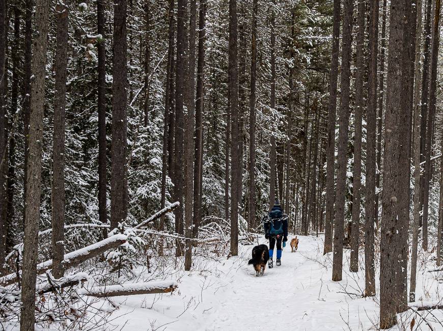 The start and end of the Bourgeau Lake trail is very easy