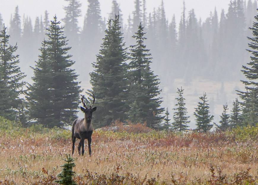 We were lucky to see one woodland caribou on the way to Clitheroe Campground