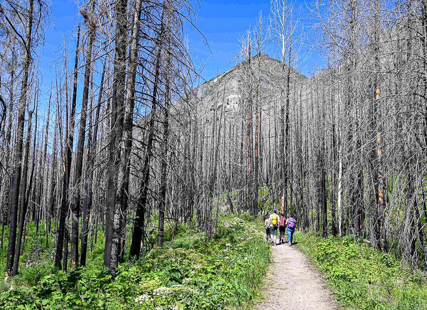  Once I saw this group I slowed my pace to keep them in sight - for bear safety reasons