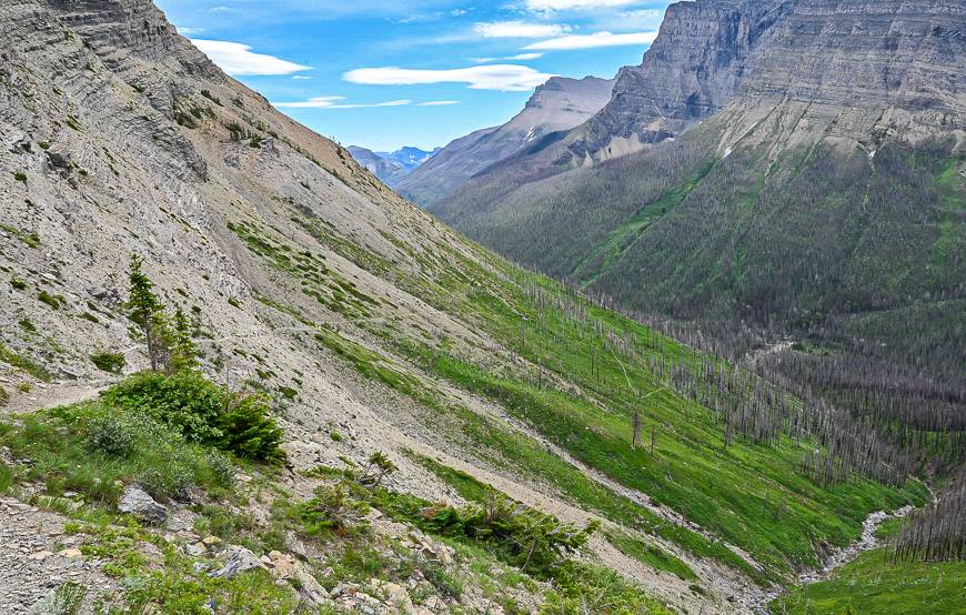 The trail is easy to see through the low vegetation 