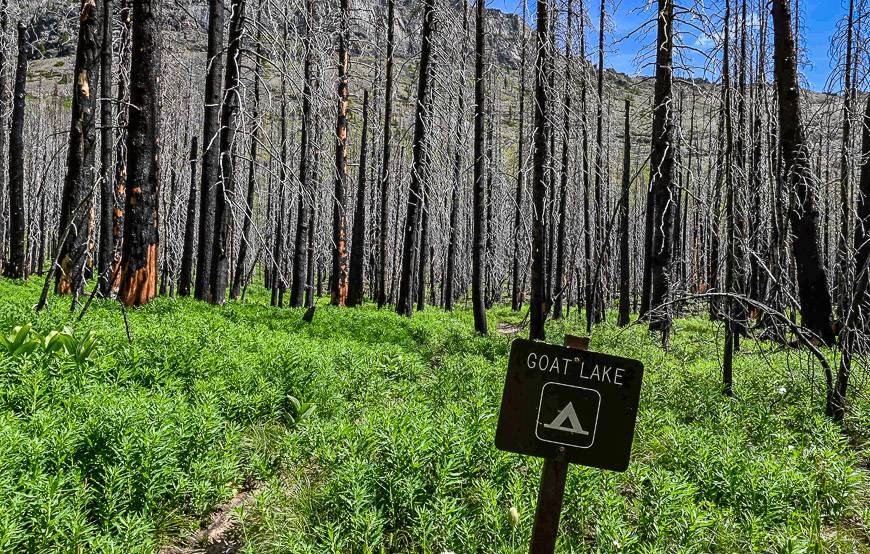 Too much deadfall to open up the Goat Lake campsite just yet