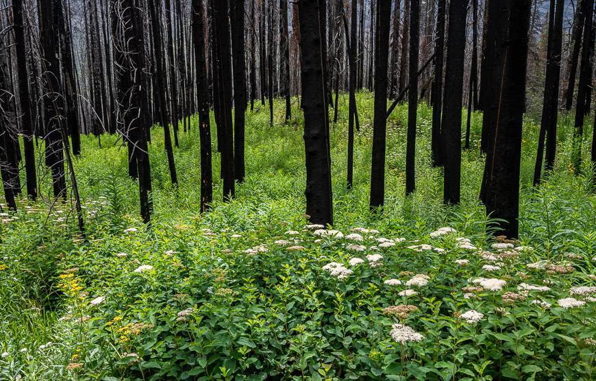 Burnt forest and wildflowers