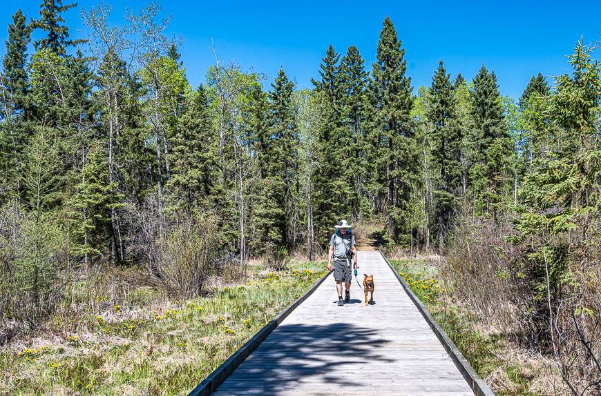 A boardwalk takes you through the marshy area at the J.J. Collett Natural Area near Lacombe