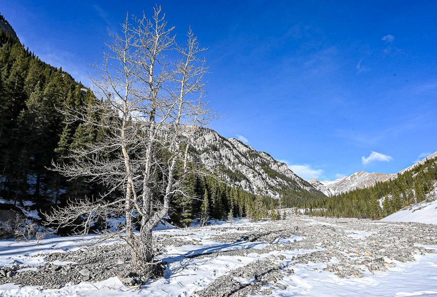 This tree in Jura Creek has stood the test of time