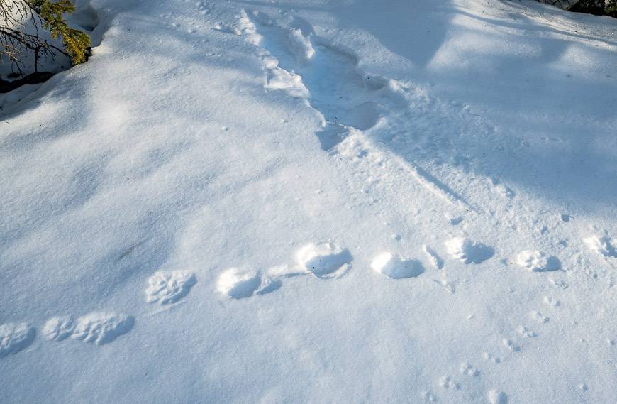 Three sets of animal prints seen on the way up Jura Canyon